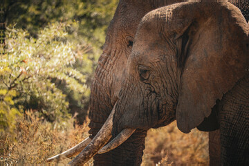 Two African elephants side view profile heads
