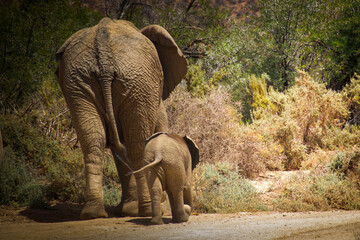 Mother and baby elephant walking