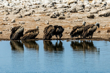 schöner Etosha Nationalpark