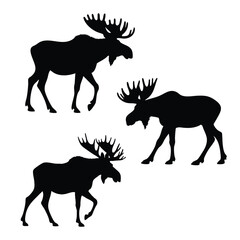 Impressive moose silhouette walking confidently across minimal bright white background