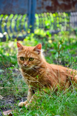 cat on the grass © Veronika