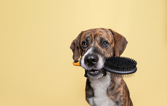 Web Banner Horizontal Brindle Mastiff Dog Holding Dog Brush on Yellow Background with copyspace concept Dog Grooming and Dog Care Concept - Powered by Adobe