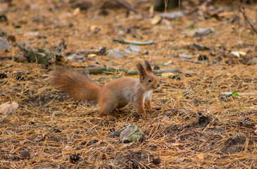 A cute red squirrel stands on its hind legs among dry grass and forest undergrowth, looking directly at the camera