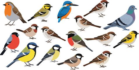 Colorful garden and forest bird illustration set featuring songbirds, sparrows, finches, pigeon, and kingfisher in clean flat vector cartoon style © MdMojnu