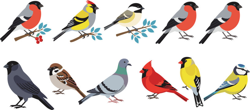 Colorful garden and songbird illustration set featuring perched birds, branches, berries, forest wildlife species, and cute flat vector animal designs