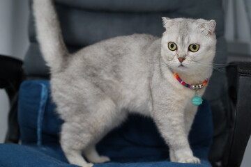 Adorable fluffy cat with striking green eyes and a playful stance on a cozy cushion in a comfortable home interior setting for stock photography usage