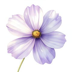 Obraz premium Delicate Petal watercolor : A close-up view of a pristine, lavender cosmos flower, its soft petals radiating from a vibrant golden center, offering a glimpse of nature's subtle beauty.
