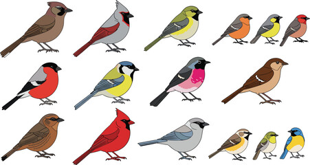 Colorful songbird species illustration set featuring finches, cardinals, sparrows, tits, and thrush birds in flat vector wildlife cartoon style © MdMojnu