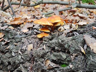 Cluster of orange scaly mushrooms on decaying wood in autumn forest