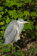 An Ardea cinerea (grey heron) standing motionless among bright green foliage, illuminated by sunlight. The elegant bird blends into its natural environment, representing patience, calm, and beauty
