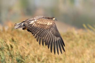 A young white-tailed eagle (Haliaeetus albicilla) is photographed close-up on the canal bank and in flight.