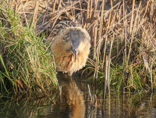 A close-up shot of an adult Eurasian bittern or great bittern (Botaurus stellaris) on the bank of a narrow canal in its natural habitat.