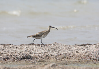 An adult Eurasian whimbrel (Numenius phaeopus) in winter plumage walks along the shore of a bay