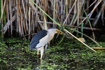Little bittern (Botaurus minutus) captured from an unusual angle in its natural habitat