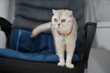 Cute white cat with unique ears standing on a chair with a blue blanket, showcasing its curious expression and playful demeanor in a cozy indoor setting.