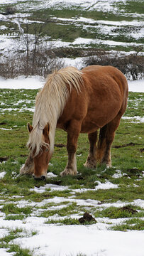 cheval dans le pr&eacute; en hiver, format 16:9