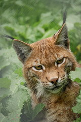 lynx in the grass
