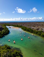 Birds in flight above clear, winding river with lush green banks, framed by blue sky and wispy clouds in the background