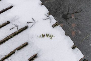 Bird Footprints And Fallen Leaf