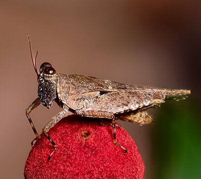 grasshopper on a red mushroom