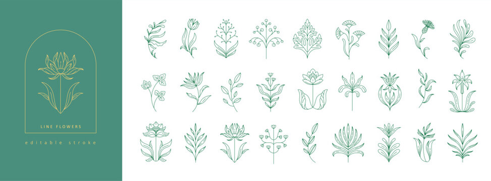 Set of boho simple geometric branch and flowers. Botanic design elements in wavy and vintage style. Leaves and branches print for logo, social media or packaging