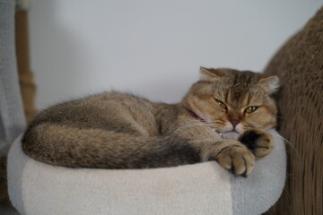 Relaxed Cat Sitting on Plush Cushion in Cozy Indoor Setting with Calm Expression and Warm Lighting Enhancing Its Beautiful Fur Texture