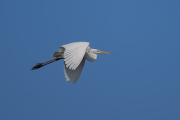 portrait of a great egret flying high