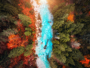Aerial view of beautiful mountain river in colorful forest in autumn. Top drone view of river with...