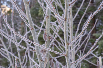 Hoarfrost covering the tree branches 