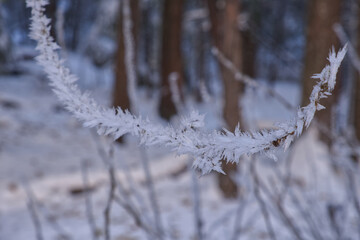 Macro of spiky ice crystals on the tree branch