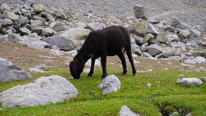 Black sheep grazing on grass between large gray and white boulders in rocky terrain, isolation concept.