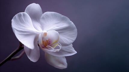 white orchid flower