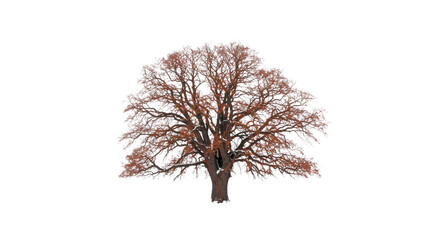 ancient gnarled oak tree with bare, rust-colored, weeping branches standing isolated on vast white snow and seamless high-key background, concept of profound solitude and winter harshness
