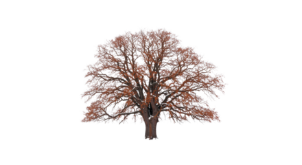 ancient gnarled oak tree with bare, rust-colored, weeping branches standing isolated on vast white snow and seamless high-key background, concept of profound solitude and winter harshness