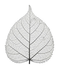 Obraz premium Delicate leaf skeleton design nature botanical isolated on transparent background