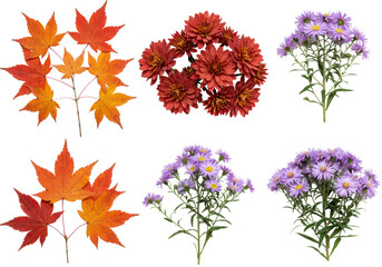 highly detailed flat lay of vibrant autumnal botanical specimens: scarlet maple leaves, bronze chrysanthemums, and purple asters on a transparent background. concept of sophisticated autumn texture