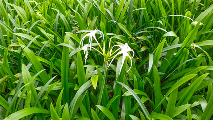 Nature texture, green grass background with white flowers