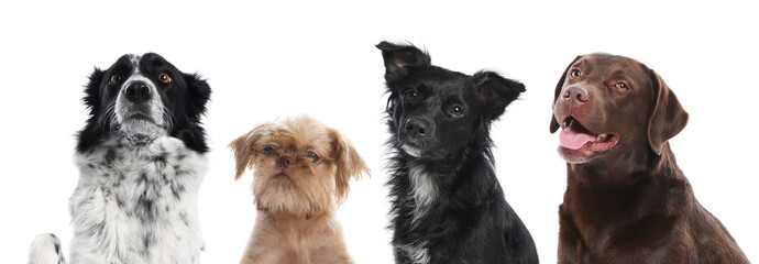 Cute dogs looking at something on white background