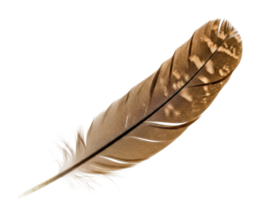 Delicate feather falling on soft surface nature serenity isolated on transparent background