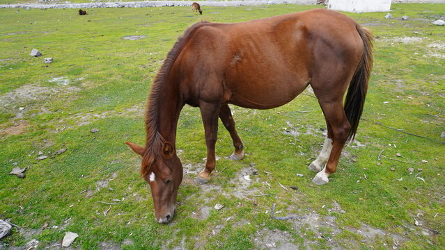 Brown horse grazing in a green grassy field with dirt and rocks, showing clear muscle definition, equine concept.