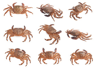 Fresh crab isolated on white, set. Sea food