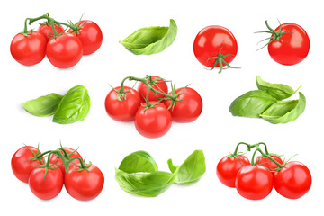 Fresh tomatoes and green basil leaves isolated on white, set