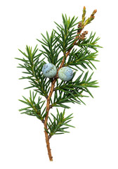 Macro photograph of a vibrant emerald red cedar (juniperus virginiana) branch with sharp, bluish needles and blue berries, pristine against a white void backdrop. Minimalist christmas decor concept