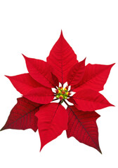 macro close-up shot of a pristine, deep crimson velvet poinsettia (euphorbia pulcherrima) flower isolated on a transparent studio background. concept of winter holiday decoration