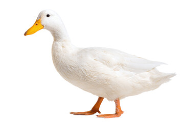 Obraz premium White duck isolated on transparent background in a studio setting
