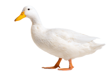 White duck isolated on transparent background in a studio setting