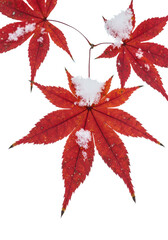 extreme macro close-up of a vibrant crimson maple leaf branch dusted with white snow, highlighting vascular veins against a transparent background under high-key studio lighting, seasonal transition