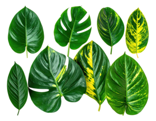 Collection of vibrant, tropical green and variegated leaves isolated on black background