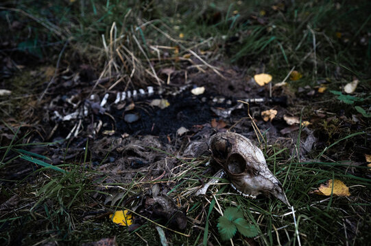 Totes fasst verwestes Tier im Wald. Skelett. Leiche