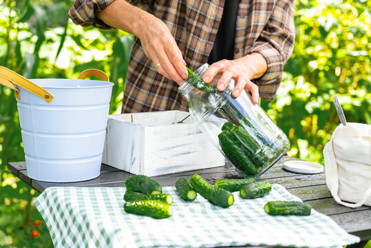 Preparing pickles with fresh cucumbers in a garden